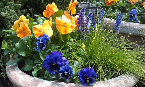 container gardening with purple and yellow