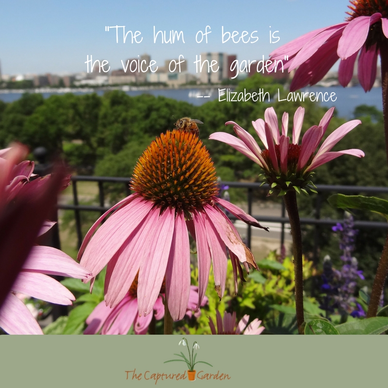 "The hum of bees is the voice of the garden"  -- Elizabeth Lawrence