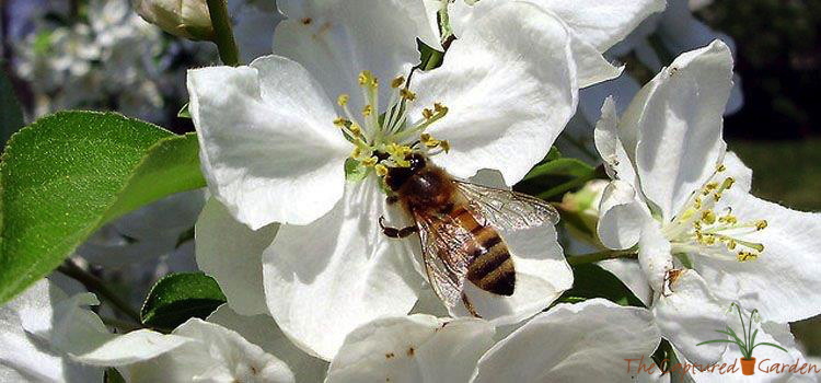 apple blossom bee pollinating