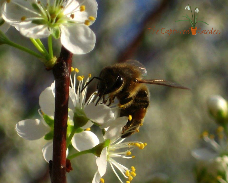 bee pollinator pear blossom