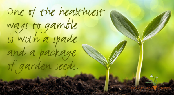 garden quote - healthiest gamble packet of seeds