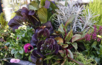 windowbox-1