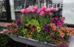windowbox-10
