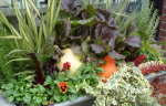 windowbox-14