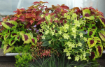 windowbox-2