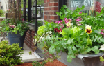 windowbox-4