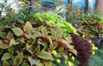 windowbox-5