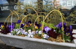 windowbox-6