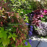 Coleus alyssum roof garden containers