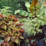 Coleus banana heucher foliage containers tropical