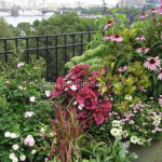 Coleus florida sun perennials roof garden containers