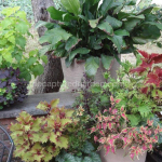 Coleus foliage containers