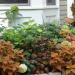 Coleus hydrangea canna garden bed