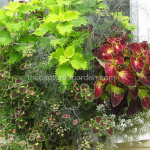 Coleus windowbox foliage planter