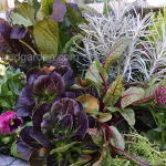 fall-container-with-interesting-foliage
