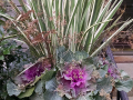 fall-container-with-iris-and-cabbage