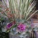 fall-container-with-iris-and-cabbage