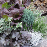 fall-container-with-purples-and-greens