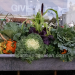 fall-windowbox-with-cabbage-sedum-pumpkins