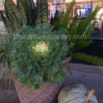 green-and-white-fall-container-with-cabbage