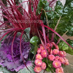 ornamental-grass-swiss-chard-and-cabbage