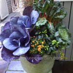 urn-with-purple-cabbage-swiss-chard-peppers-and-mums