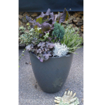 sophisticated fall container smoky purple edible mustard heuchera heather