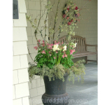 spring container pinks columbine branches with moss lichen