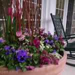commercial-planter-spring-pansy-tulip-pink-purple