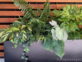 dramatic-foliage-planter-ferns-caladium-variegated-ginger