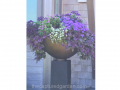 elegant-contemporary-purple-flowers-ajuga-ageratum