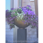 elegant-contemporary-purple-flowers-ajuga-ageratum