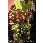 elephant-ear-coleus-thunbergia