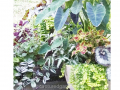 foliage-container-begonia-alocasia-coleus-fern
