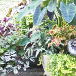 foliage-container-begonia-alocasia-coleus-fern
