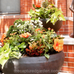hot-colors-container-orange-hibiscus-croton-sweet-potato-vine