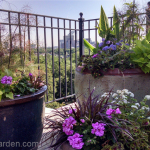 roof-garden-Beacon-Hill-pinks-geranium-grasses-coleus-alyssum-ageratum