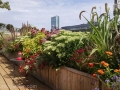 roof-garden-for-bird-lovers-perennials-echinacea-allium-monarda-lantana.jpg-