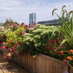 roof-garden-for-bird-lovers-perennials-echinacea-allium-monarda-lantana.jpg-