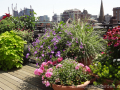 roof-garden-geranium-perennials-coleus-boston
