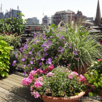 roof-garden-geranium-perennials-coleus-boston