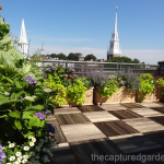 roof-garden-hydrangea-nepata