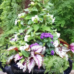 shady-urn-begonia-fern-impatiens-thunbergia