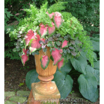 shady-urn-caladium-fern