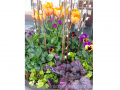spring-container-garden-tulips-pansy