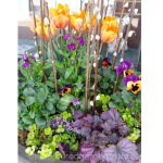 spring-container-garden-tulips-pansy