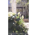 spring-container-garden-white-and-green-hydrangea-muscari-daffodil