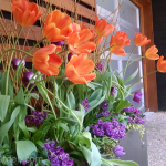 spring-planter-orange-tulips-purple-hyacinth