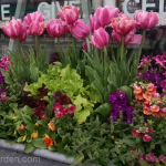 spring-windowbox-tulip-nemesia-lettuce-daffodils