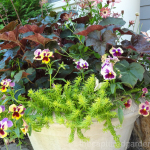 summer-container-garden-heucherasedum-pansy